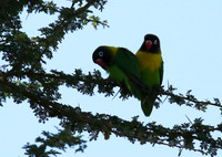 Love birds - Tarangire