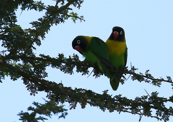 Love birds - Tarangire