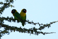 Love birds - Tarangire