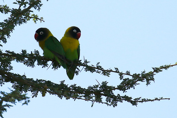 Love birds - Tarangire