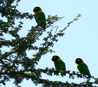 Love birds - Tarangire