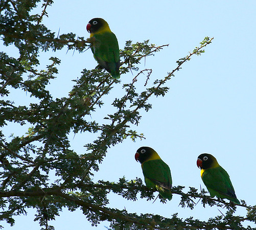 Love birds - Tarangire