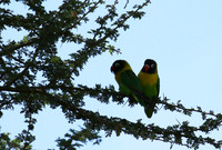 Love birds - Tarangire