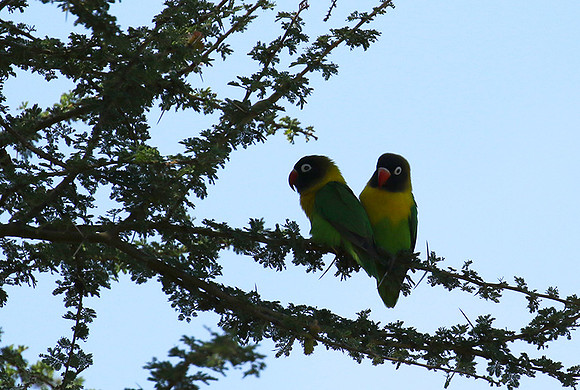 Love birds - Tarangire