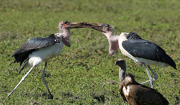 Marabou stork - Mwiba