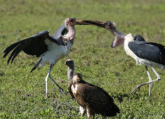 Marabou stork - Mwiba
