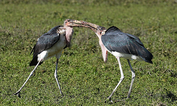 Marabou stork - Mwiba