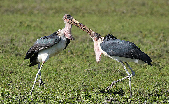 Marabou stork - Mwiba