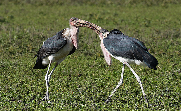 Marabou stork - Mwiba