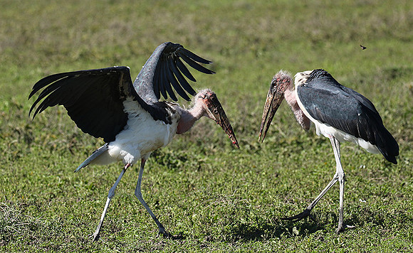 Marabou stork - Mwiba