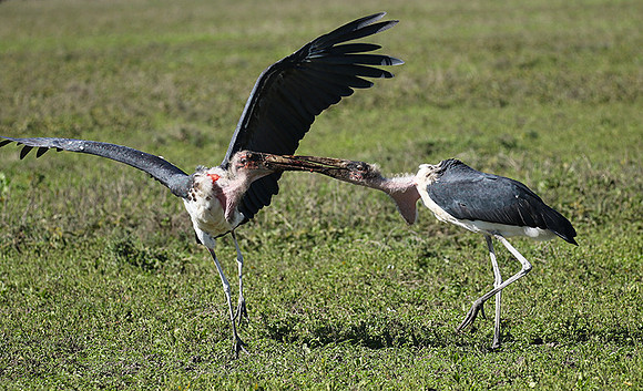 Marabou stork - Mwiba