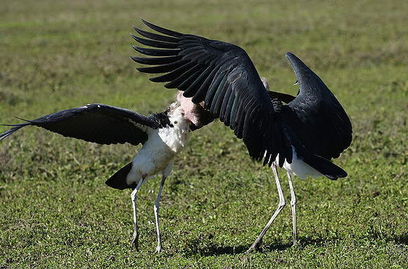 Marabou stork - Mwiba
