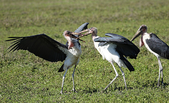 Marabou stork - Mwiba