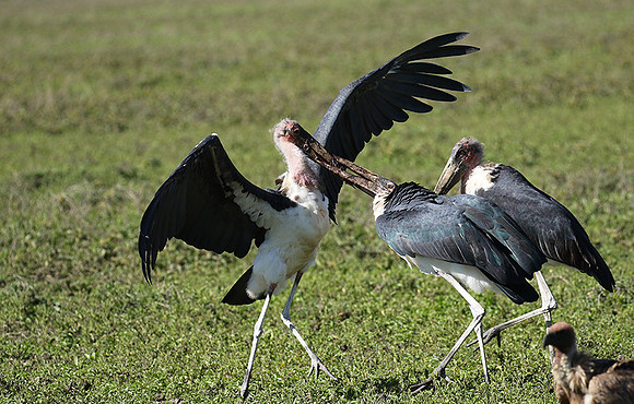 Marabou stork - Mwiba