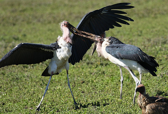 Marabou stork - Mwiba