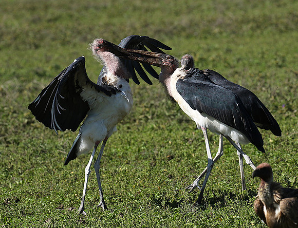 Marabou stork - Mwiba