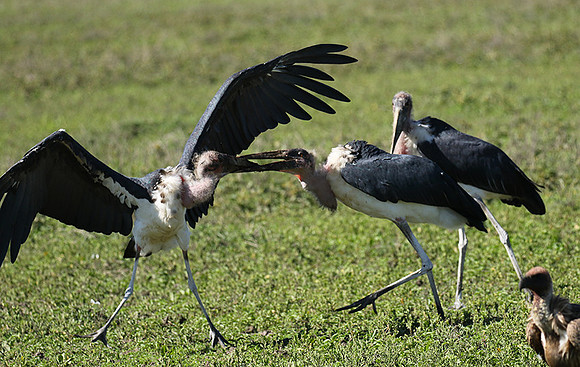 Marabou stork - Mwiba