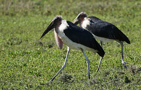 Marabou stork - Mwiba