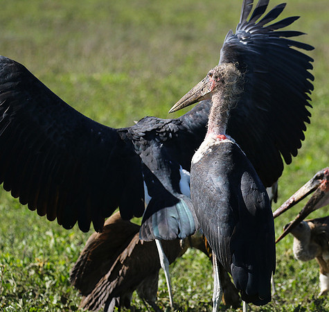 Marabou stork - Mwiba