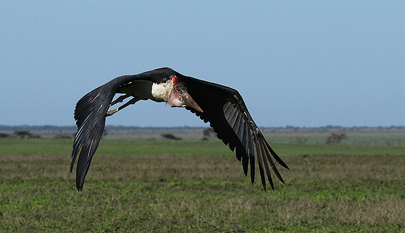 Marabou stork - Mwiba