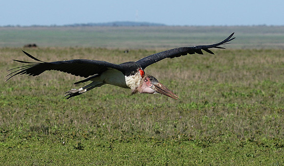 Marabou stork - Mwiba