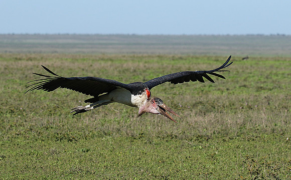 Marabou stork - Mwiba