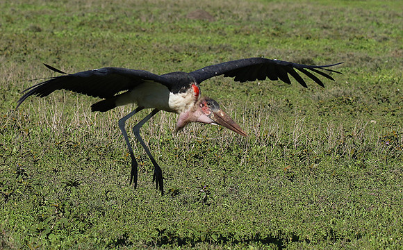 Marabou stork - Mwiba