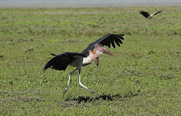 Marabou stork - Mwiba