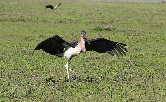 Marabou stork - Mwiba