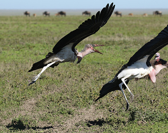Marabou stork - Mwiba