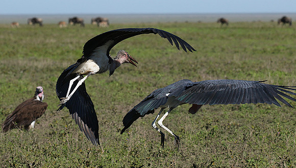 Marabou stork - Mwiba