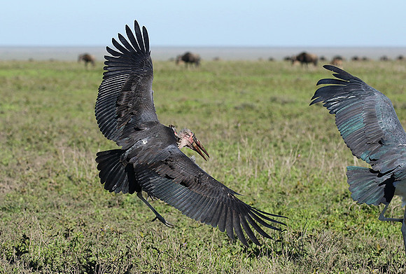 Marabou stork - Mwiba
