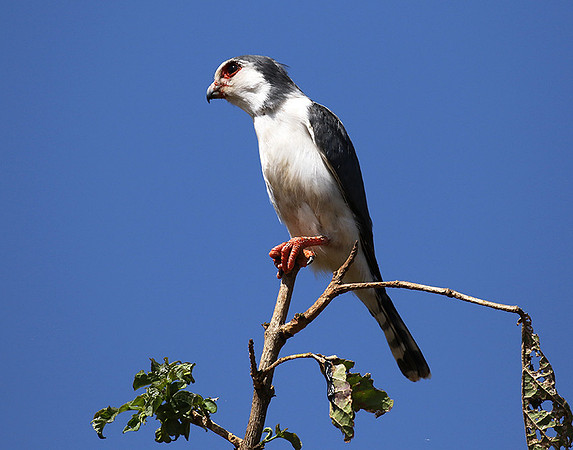 Pygmy falcon - Tarangire