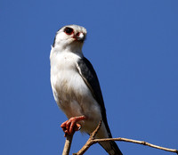 Pygmy falcon - Tarangire
