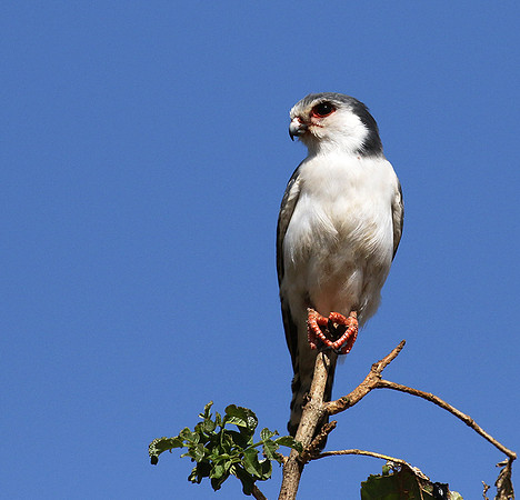 Pygmy falcon - Tarangire