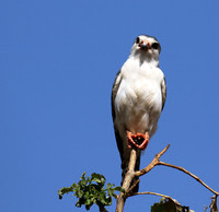 Pygmy falcon - Tarangire