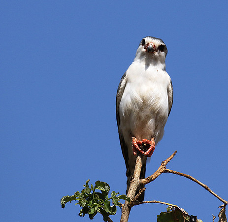 Pygmy falcon - Tarangire