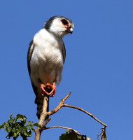 Pygmy falcon - Tarangire