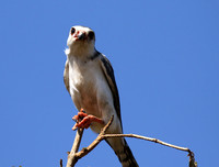 Pygmy falcon - Tarangire
