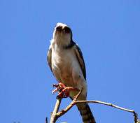 Pygmy falcon - Tarangire