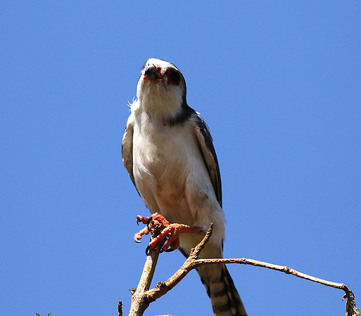 Pygmy falcon - Tarangire
