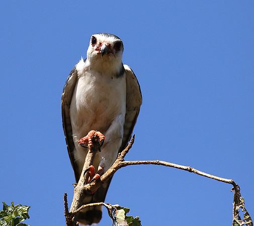 Pygmy falcon - Tarangire