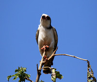 Pygmy falcon - Tarangire