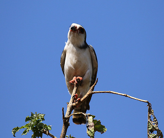 Pygmy falcon - Tarangire