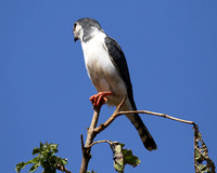 Pygmy falcon - Tarangire