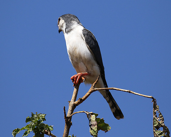 Pygmy falcon - Tarangire