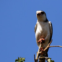 Pygmy falcon - Tarangire