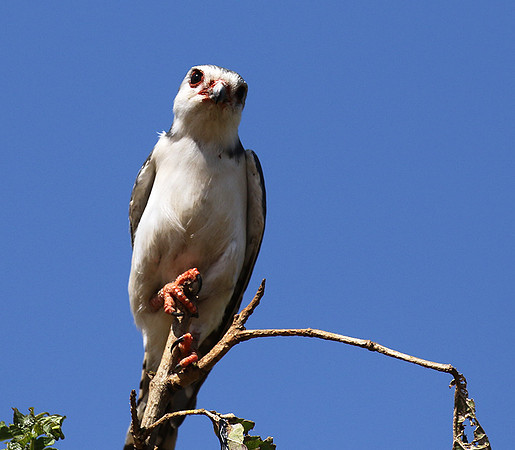 Pygmy falcon - Tarangire