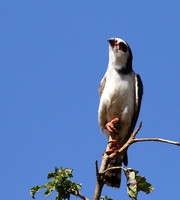 Pygmy falcon - Tarangire