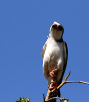 Pygmy falcon - Tarangire